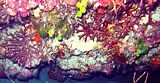 2 – Talli a livello del coralligeno circalitorale (foto M. Cruscanti)